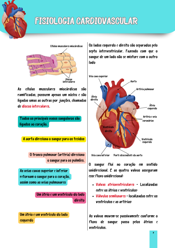 Fisiologia-Cardologica-1.png
