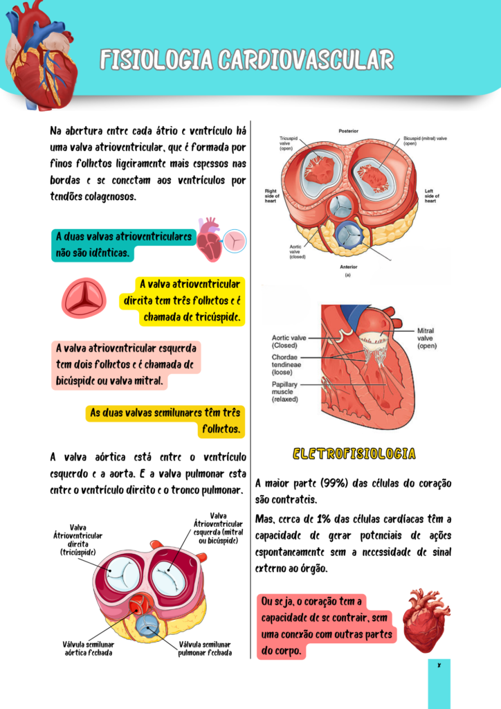 Fisiologia-Cardologica-2.png