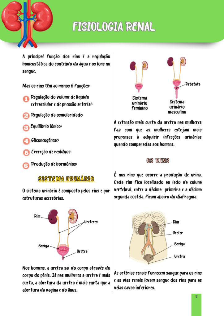 Fisiologia-Renal-1.png
