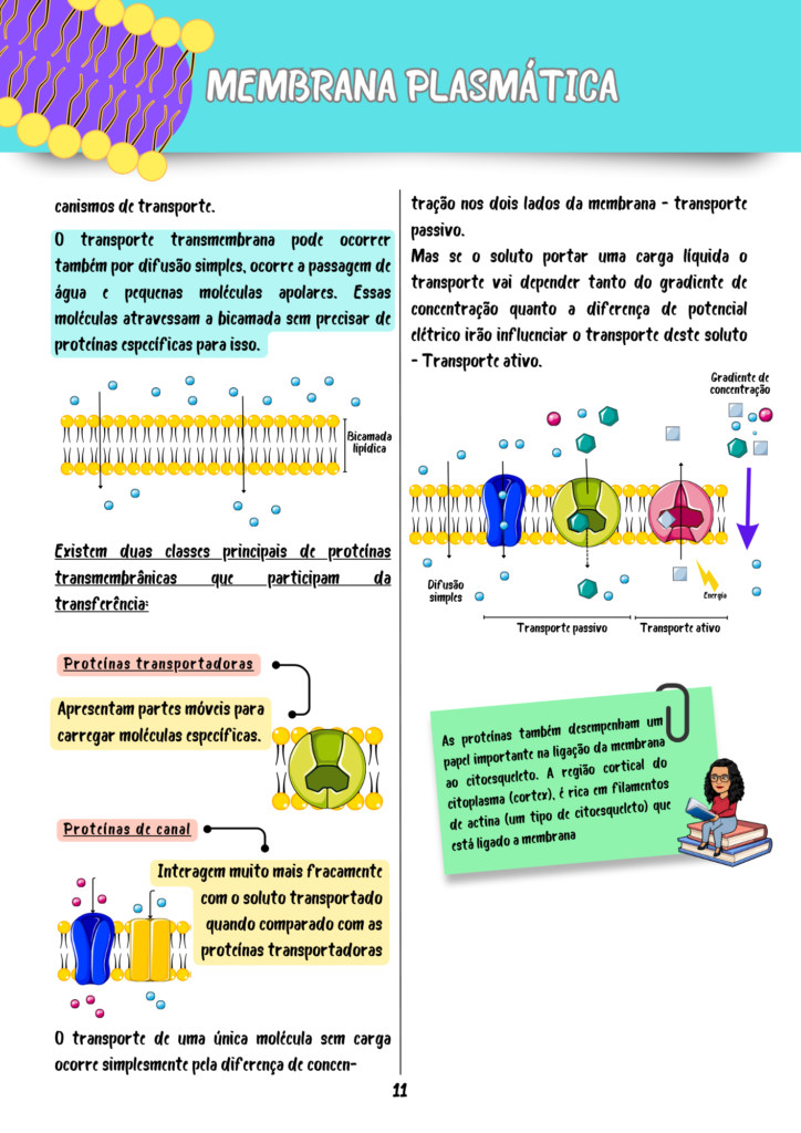 Resumos-Biologia-Celular-e-Molecular-1-1.png
